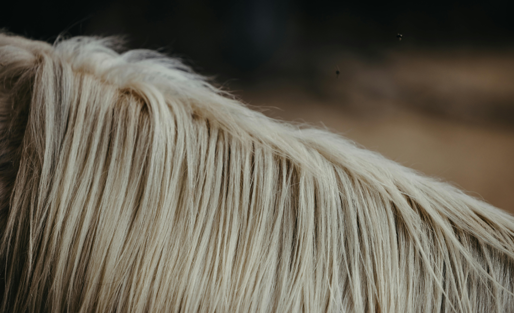 image of a horses mane